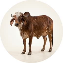Cow