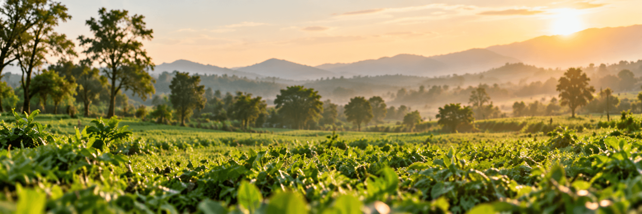 Lush farm fields at sunrise
